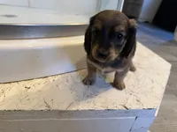 Female 4 AKC, a female Miniature Dachshund for sale in Chino Valley, AZ – 1 of 4