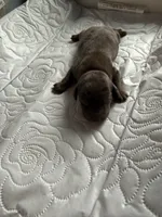 Colonel AKC, a female Dachshund for sale in Chino Valley, AZ – 2 of 7