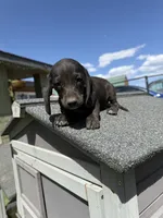 AKC Dachshund Male, a male Miniature Dachshund for sale in Chino Valley, AZ – 6 of 8