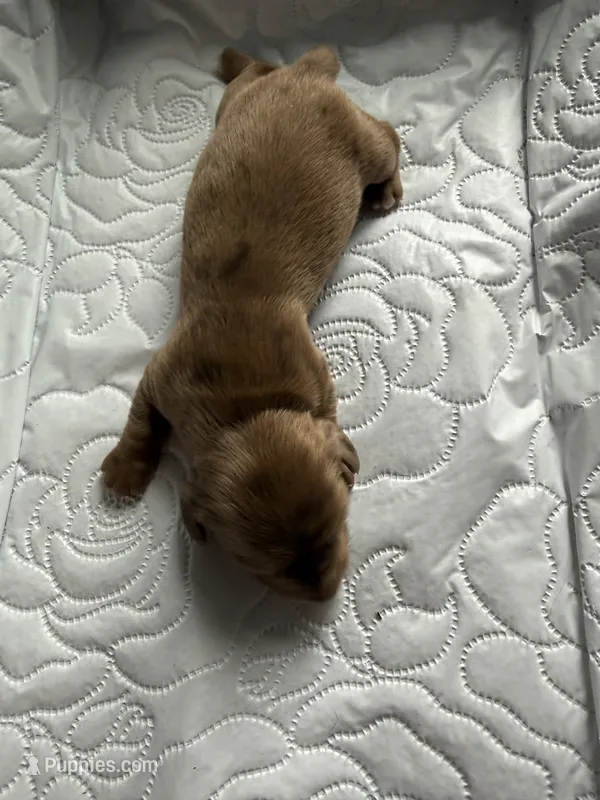 Major AKC – Dachshund puppy for sale in Chino Valley, AZ