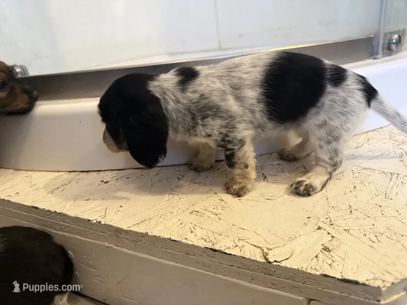 Female 2 AKC – Miniature Dachshund puppy for sale in Chino Valley, AZ