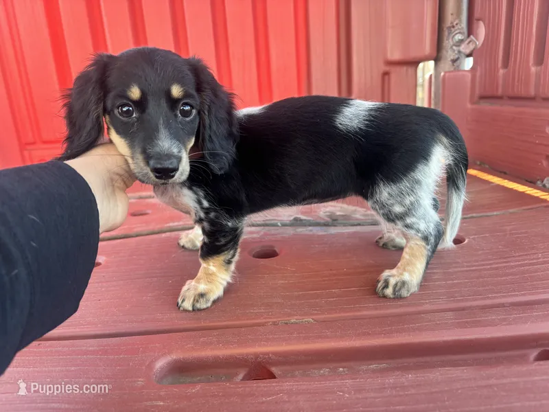 Female 1 AKC – Miniature Dachshund puppy for sale in Chino Valley, AZ