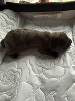 Colonel AKC, a female Dachshund for sale in Chino Valley, AZ – 3 of 7