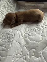 Major AKC, a female Dachshund for sale in Chino Valley, AZ – 2 of 6