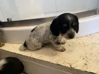 Female 2 AKC, a female Miniature Dachshund for sale in Chino Valley, AZ – 4 of 4