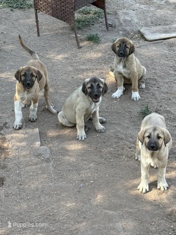 Kangal Female, a female Kangal Dog for sale in Chino Valley, AZ – 1 of 3