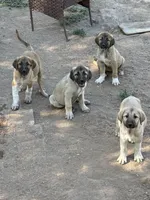 Kangal Female, a female Kangal Dog for sale in Chino Valley, AZ – 1 of 3