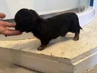 Male AKC, a male Miniature Dachshund for sale in Chino Valley, AZ – 2 of 4