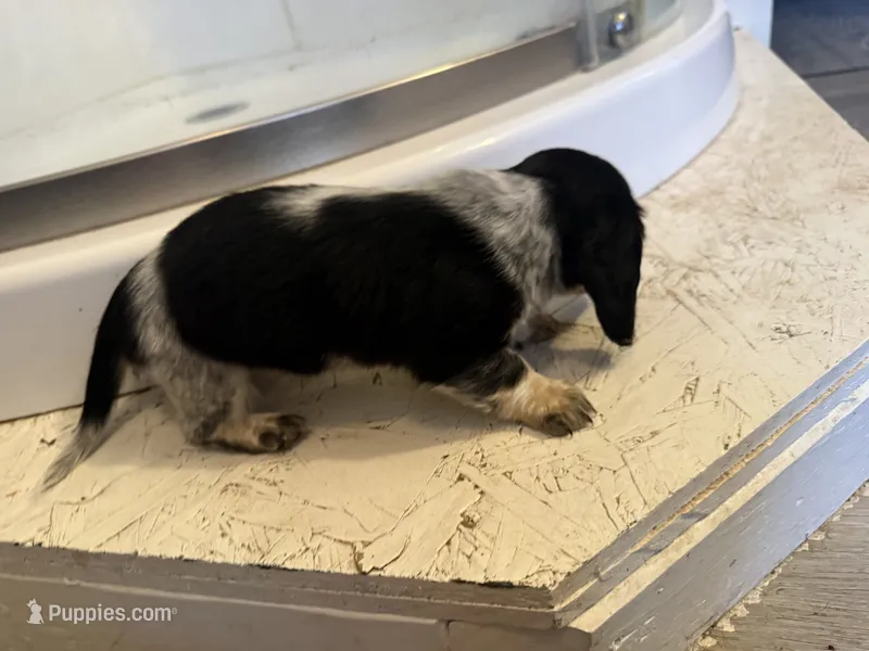 Female 1 AKC – Miniature Dachshund puppy for sale in Chino Valley, AZ