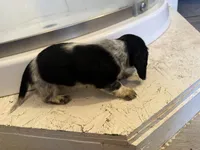 Female 1 AKC, a female Miniature Dachshund for sale in Chino Valley, AZ – 1 of 4