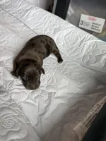 Colonel AKC, a female Dachshund for sale in Chino Valley, AZ – 4 of 7