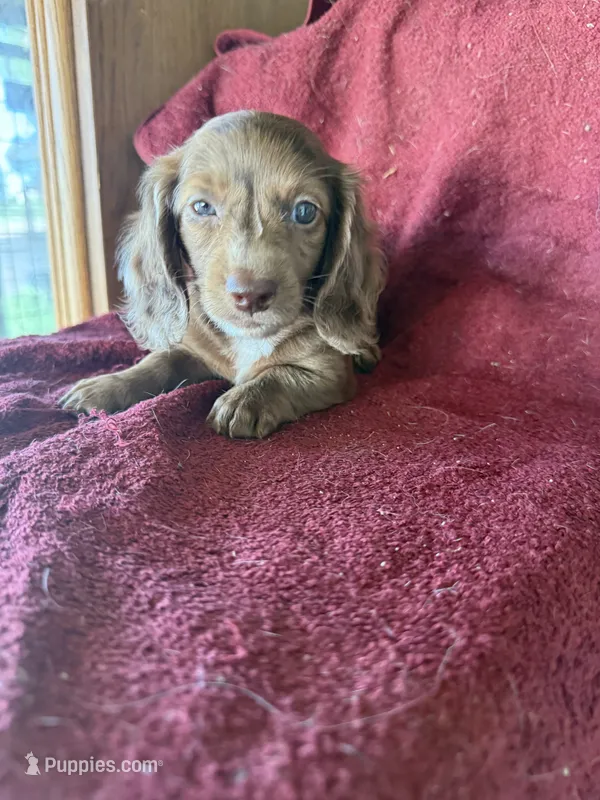Major AKC – Dachshund puppy for sale in Chino Valley, AZ