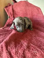 Colonel AKC, a male Dachshund for sale in Chino Valley, AZ – 2 of 6