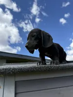 AKC Dachshund Male, a male Miniature Dachshund for sale in Chino Valley, AZ – 3 of 8