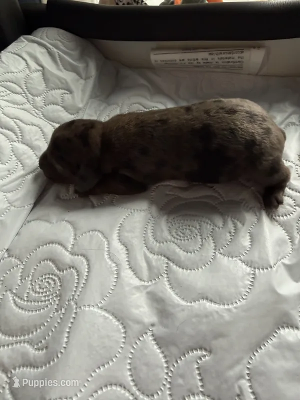 Colonel AKC – Dachshund puppy for sale in Chino Valley, AZ