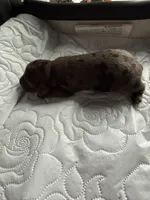 Colonel AKC, a female Dachshund for sale in Chino Valley, AZ – 1 of 7