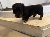 Male AKC, a male Miniature Dachshund for sale in Chino Valley, AZ – 3 of 4