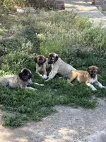 Kangal Female, a female Kangal Dog for sale in Chino Valley, AZ – 2 of 3