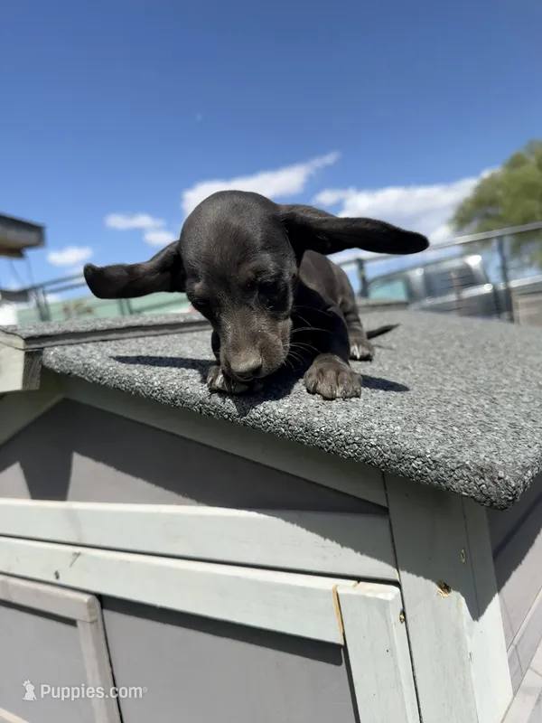 AKC Dachshund Male, a male Miniature Dachshund for sale in Chino Valley, AZ – 1 of 8