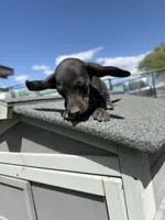AKC Dachshund Male, a male Miniature Dachshund for sale in Chino Valley, AZ – 1 of 8