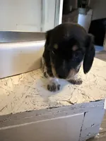 Female 1 AKC, a female Miniature Dachshund for sale in Chino Valley, AZ – 2 of 4