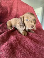 Major AKC, a male Dachshund for sale in Chino Valley, AZ – 2 of 7