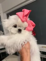 Mini tiny Lulu, a female Maltese for sale in Miami, FL – 4 of 5