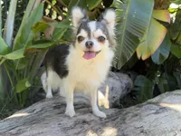 Lily, a female Chihuahua for sale in Miami, FL – Photo 1 of 2