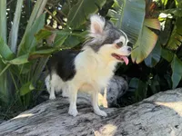 Lily, a female Chihuahua for sale in Miami, FL – Photo 2 of 2
