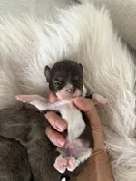 Rolly, a male Chihuahua for sale in Miami, FL – 1 of 1
