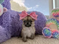 lola, a female Chihuahua for sale in Miami, FL – Photo 2 of 2