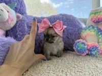 lola, a female Chihuahua for sale in Miami, FL – Photo 1 of 2