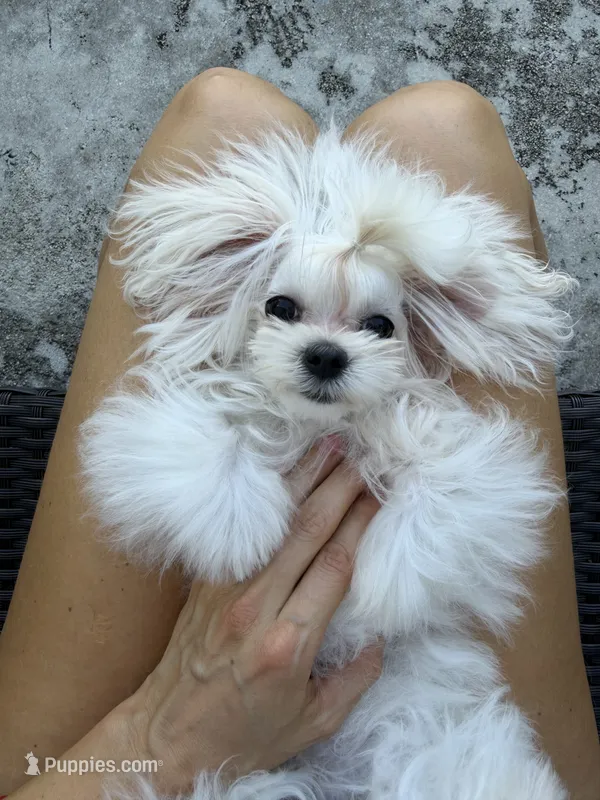 Mini Jolie – Maltese puppy for sale in Miami, FL