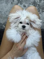 Mini Jolie, a female Maltese for sale in Miami, FL – 1 of 10