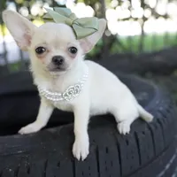 Sally, a female Chihuahua for sale in Miami, FL – Photo 1 of 2