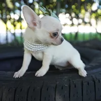 Sally, a female Chihuahua for sale in Miami, FL – Photo 2 of 2