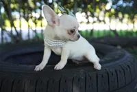 Sally, a female Chihuahua for sale in Miami, FL – Photo 2 of 2