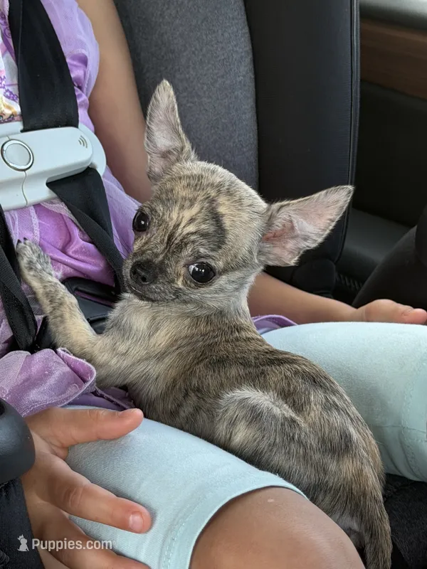 Tigrik – Chihuahua puppy for sale in Miami, FL