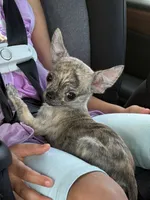 Tigrik, a male Chihuahua for sale in Miami, FL – 1 of 3