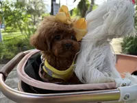 Mini Korean Bibi, a female Poodle - Toy  for sale in Miami, FL – 7 of 9