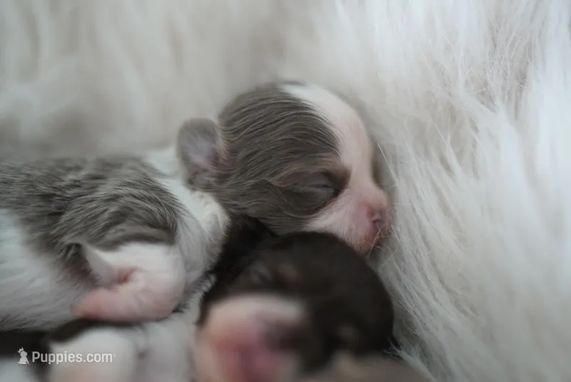 Simba – Chihuahua puppy for sale in Miami, FL