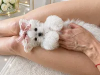 Sushi, a female Maltese for sale in Miami, FL – 4 of 4