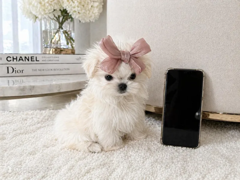 Sushi – Maltese puppy for sale in Miami, FL