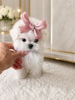 Sushi, a female Maltese for sale in Miami, FL – 3 of 4