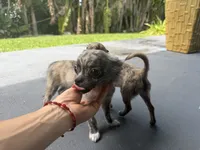 tobi, a male Chihuahua for sale in Miami, FL – 2 of 2