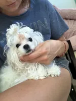 Tiny Chanel, a female Maltese for sale in Miami, FL – 5 of 5