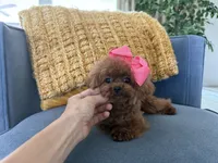 Mini Korean Bibi, a female Poodle - Toy  for sale in Miami, FL – 8 of 9
