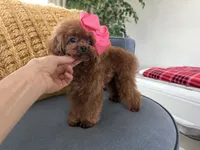 Mini Korean Bibi, a female Poodle - Toy  for sale in Miami, FL – 3 of 9