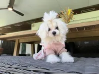 Mini Jolie, a female Maltese for sale in Miami, FL – 10 of 10