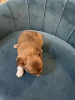 Simba, a male Chihuahua for sale in Miami, FL – 2 of 2